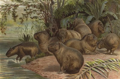 Capybara by European School
